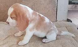 Starz Girl 3 Week 8 Side